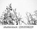 Dead tree, dry dead branch on gray white background. Drought conditions, Global warming and Climate Change concept. Empty blank copy text space.