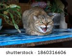 Aggressive  Angry Cat. The...