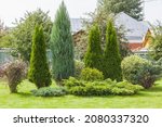 Landscaping Conifers. Mix....