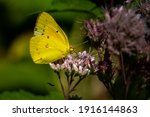 A Clouded Sulphur Butterfly ...