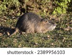Small photo of Coypu, or River Rat (Myocastor coypus Molina) in the grass.