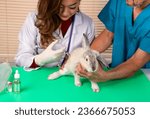 Small photo of veterinarian and helper in uniform take care and treat rabbit sick in clinic,young female vet injecting medicine into a rabbit's hip,a man restrained a bunny, selective focus at bunny
