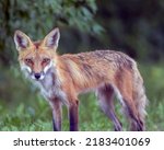 Small photo of A red fox reynard, or dog, moves cautiously at a walking path alongside a wooded area in a park.