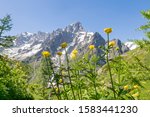 Yellow mountain flowers on the foreground and Grandes Jorasses peaks, Italian Alps, on the background. Tour of Mont Blanc hiking route, near Refuge Walter Bonatti