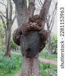 Small photo of A tree with an eyeless face created from galls growing around the tree looking like hair and a painted cut region like a face.