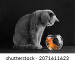 British Cat Hunts For Goldfish...