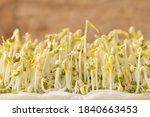 Mung bean sprouts are growing at home, Organic plant for Asian food cooking