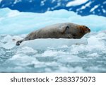Bearded seal on arctic ice floe