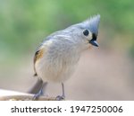 Tufted Titmouse Close Up...