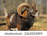 mouflon ram with large horns stands in a meadow on an a sunny day