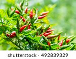 Red Chili Peppers On The Tree...