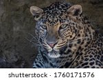 Portrait Of A Spotted Leopard.  ...