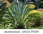 Small photo of Agave americana, commonly known as the century plant, maguey, or American aloe, is a flowering plant species belonging to the family Asparagaceae