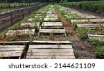 Small photo of Snail farm. Boards on which snails grow on a snail farm outdoors close-up. Snail farming. Growing snails on a farm. Farm for growing edible snails on sunny day