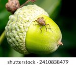 A male acorn weevil (Curculio glandium) seen on an acorn in August