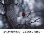 A Red Autumn Leaf Caught And...