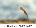 Small photo of A close-up of a spikelet of wheat against a blurred background of a field of wheat. Spikelet in the countryside. Agriculture. bountiful harvest. close-up.