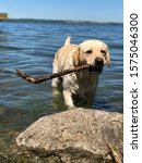 Small photo of Yellow English Labrador Retriever retrieves a stick out of a lake during summer.