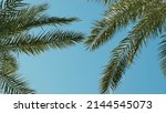 Small photo of Close-up, palm tree branches moving on blue sky, sun day. Bright sunbeams on isolated green date palm leaves sway in wind. Ideal summer relaxation chill out. Paradise vacation in warm tropical country