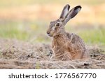 The european hare  lepus...