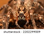 Small photo of Closeup of the eyes of the infamous but actually harmless Mediterranean Spiny False Wolf Spider Zoropsis spinimana, found in Italy.