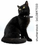 A black cat on white background 