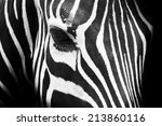 Close Up Eye Of Zebra