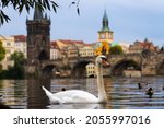 White swan and ducks swimming on the Moldau river in front of the old Charles Bridge of Prague.