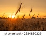 golden sunset light over field