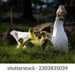 Small photo of Mother goose with young goslings. A grey and white domestic female goose with her tiny, yellow chicks in green grass. A gaggle of geese enjoying the outdoors at a small hobby farm in Canada