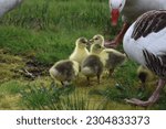Small photo of A gaggle of young goslings in a grassy meadow. Fluffy, yellow chicks are adorable as they explore they explore the grass. Three day old baby geese have grey and yellow down and orange feet.