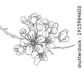 hand drawn branch of sakura... | Shutterstock .eps vector #1915984603