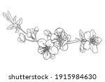 hand drawn branch of sakura... | Shutterstock .eps vector #1915984630