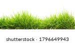 Green grass in garden isolate...