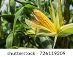 Fresh Corn On Stalk In Field