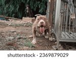 Small photo of American Pitbull, American Bully The dog is fierce and strong. The owner is barking and acting fiercely, being chained.
