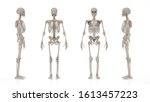 Skeletal system image from...