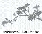 vector transparent shadow of... | Shutterstock .eps vector #1988090600