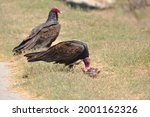 Turkey Vulture Feeding On Dead...