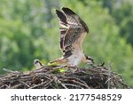 Two Young Ospreys At Nest With...