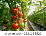 Ripe cherry tomato plants...