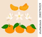 Beautiful Orange Tangerines And ...