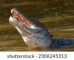 Small photo of Big florida gator chomping down its food