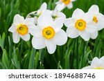 White And Yellow Daffodils In A ...