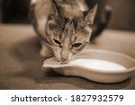 Housecat Drinking Milk In Bowl...