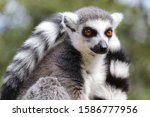 A Male Ring Tailed Lemur...