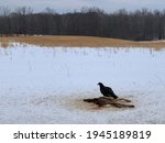 A Turkey Vulture Stands On...