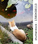 Cat Looking At Fishes At A Pond