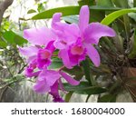 The bright purple-colored orchid which has the Latin name 'Orchidaceae', is very beautiful, widely grown in tropical home gardens.