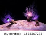 An anemone like a flower.tube anemone.